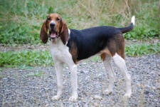 image of walker_hound