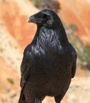 image of animal