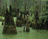 image of swamp