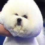 image of animal