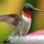 image of bird