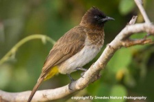 image of bulbul