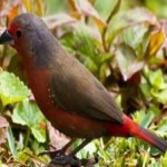 image of african_firefinch #2
