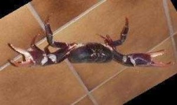 image of crab
