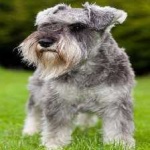 image of schnauzer #26