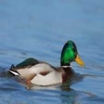 image of teal_duck #22