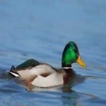 image of bird