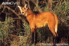 image of red_wolf