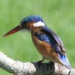 image of bird