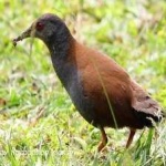 image of bird