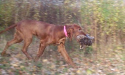 image of irish_setter #16