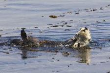 image of otter