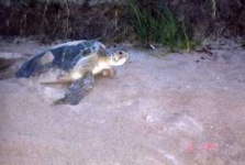image of leatherback_turtle