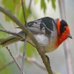 image of bird