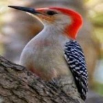 image of red_headed_woodpecker #18