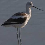 image of bird