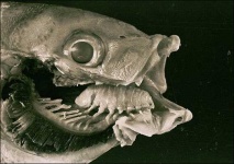 image of isopod