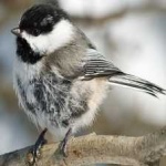 image of bird
