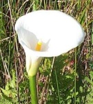 image of giant_white_arum_lily #49