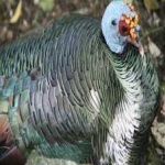 image of ocellated_turkey #20