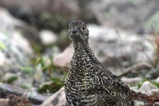 image of ptarmigan