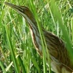 image of bird