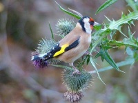 image of goldfinch #16