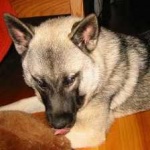 image of animal