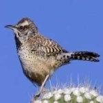 image of bird