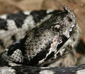 image of horned_viper