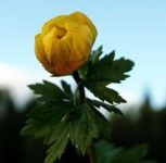 image of flower