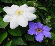 image of clematis #20