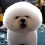 image of animal