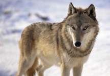 image of wolf #37