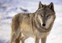 image of animal