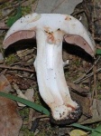 image of mushrooms