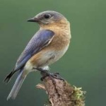 image of bird