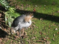 image of crane