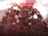 image of tarantula #26