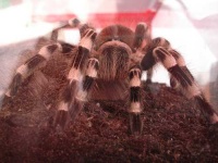 image of tarantula