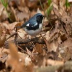 image of bird