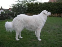 image of kuvasz