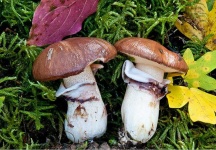 image of mushrooms