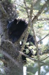 image of american_black_bear