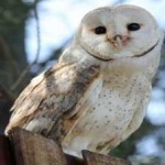 image of bird
