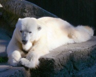 image of animal