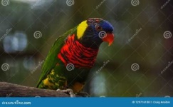 image of lory