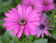 image of flower