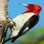 image of red_headed_woodpecker #21