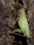 image of cricket